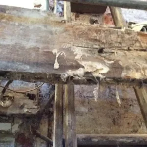 Dry Rot Treatment in Chelmsford