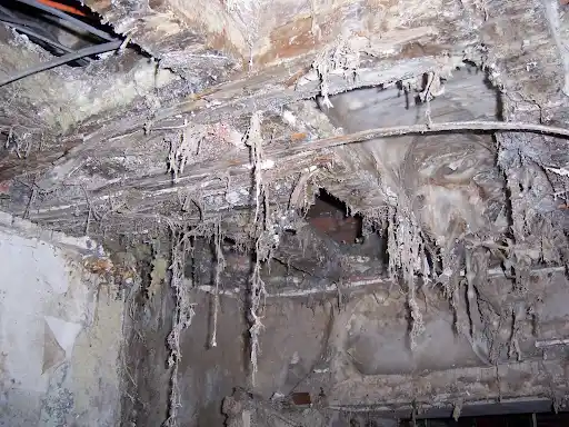What Is Dry Rot?
